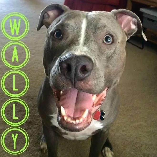 A close-up photo of a grey pit bull-type dog with a white stripe on its face, looking directly at the camera with its mouth…