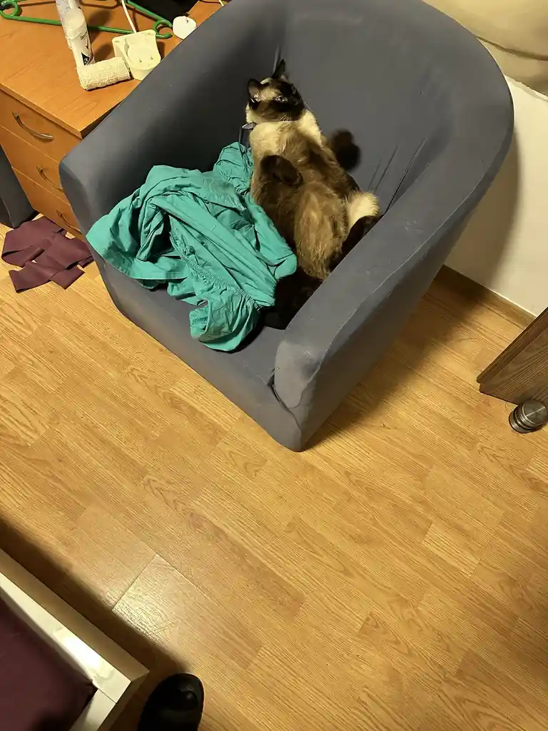 A siamese cat lounges in a grey armchair next to a pile of teal clothing, looking upward with a relaxed expression. The…