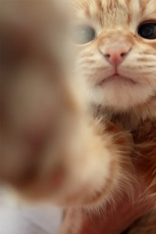 A close-up photo of an orange tabby kitten looking directly at the camera with a serious, unimpressed expression. The…