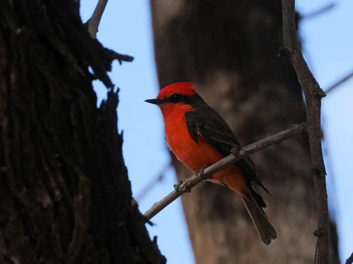 A small bird with bright red head and chest, dark gray wings and tail, perched on a thin tree branch against a blurred…