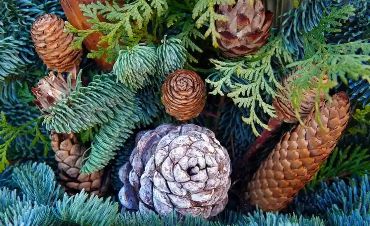 A close-up photo of various pine cones and evergreen branches, including a large, frost-covered pine cone in the center…