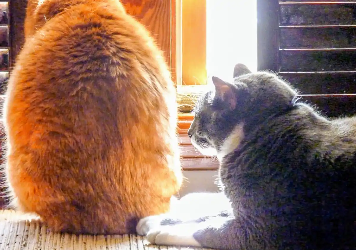 A fluffy orange cat sits with its back to the camera, facing a window, while a gray and white cat looks at its rear. The…