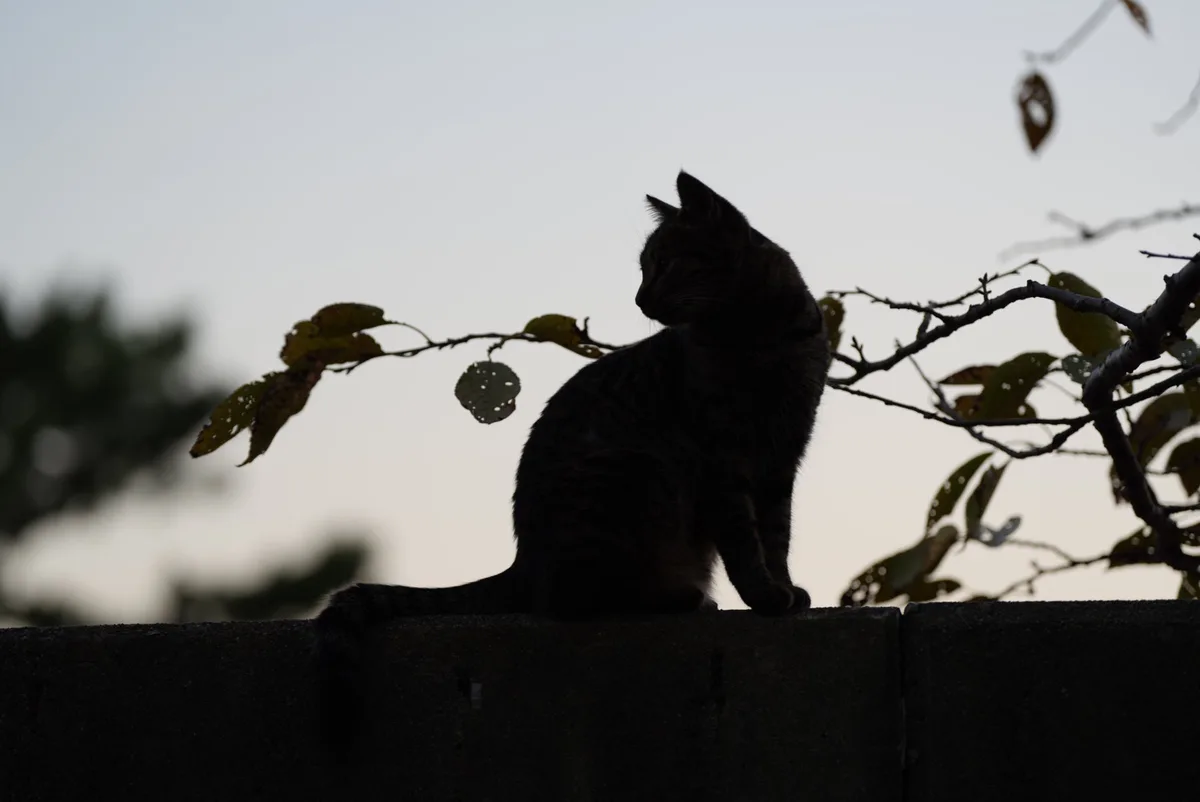 The Adventures of Cats in the Park: Episode 8