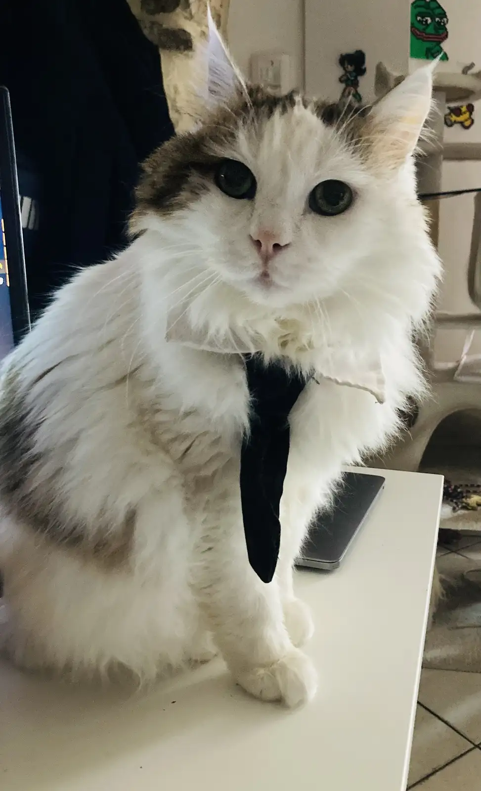 A fluffy white and gray cat with large green eyes sits upright on a white surface, wearing a black tie and a white collar…