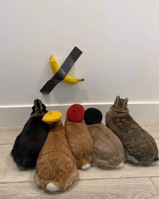 five rabbits, viewed from behind, sit on a wooden floor facing a white wall where a banana is taped with black duct tape…