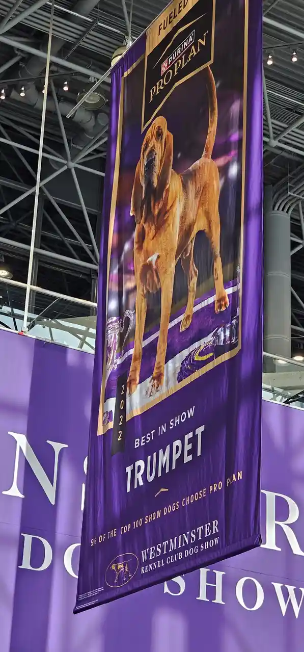 A purple banner from the 2022 Westminster Kennel Club Dog Show features a bloodhound named Trumpet, declared 'Best in Show,'…