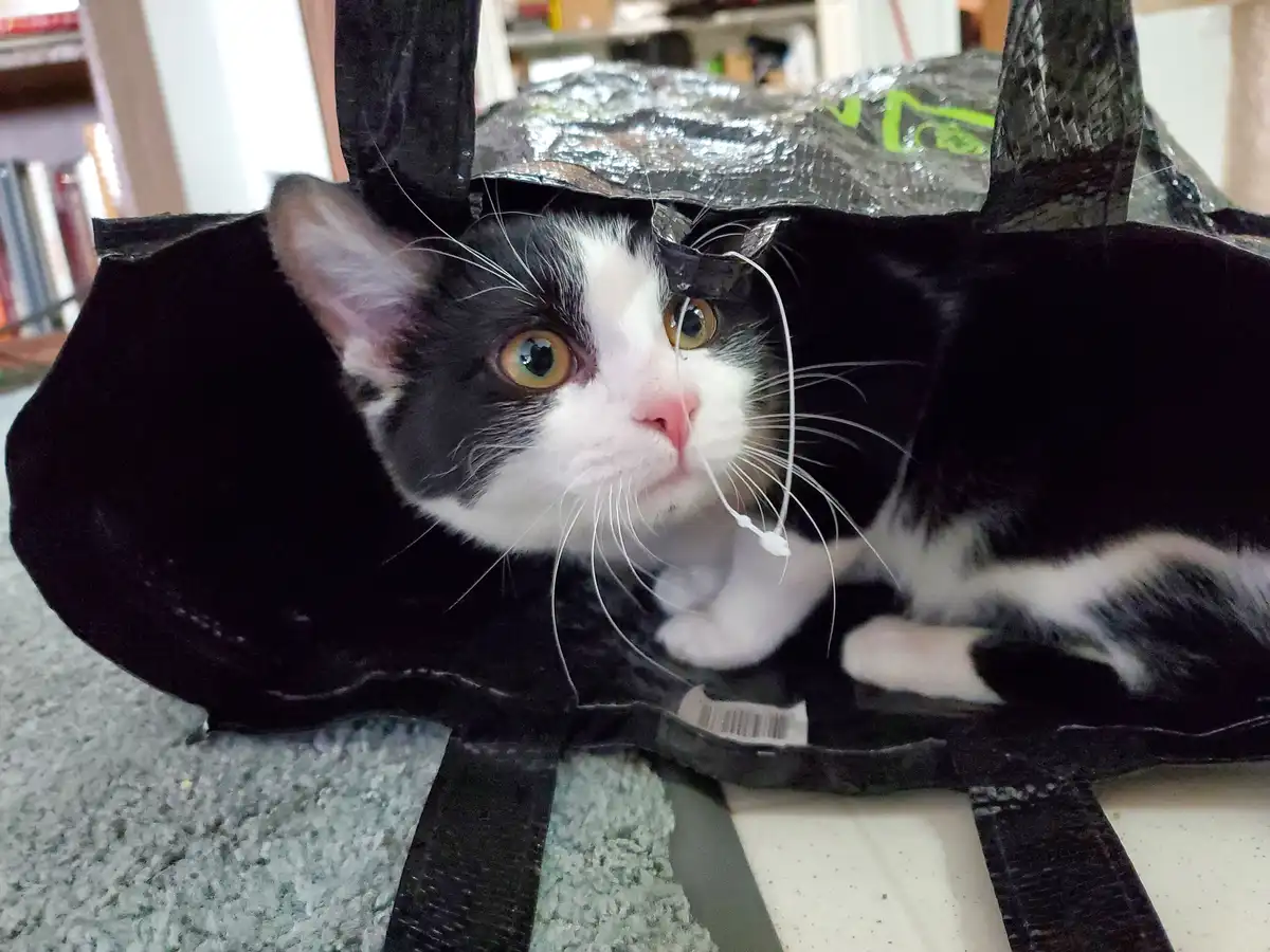 A black and white cat with wide, startled eyes peers out from inside a black reusable shopping bag, which is draped over its…