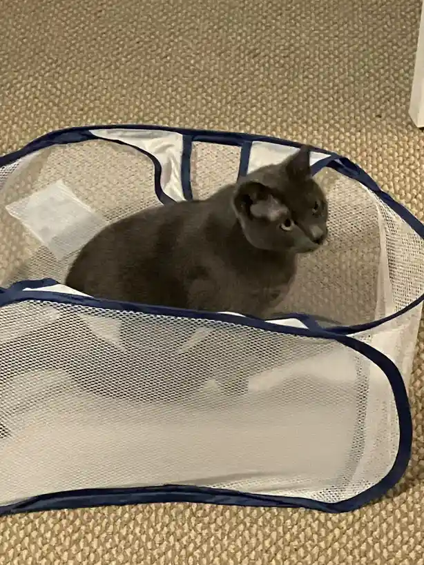 A gray cat sits calmly inside a white mesh laundry basket with blue trim, looking slightly to the side. The basket rests on…