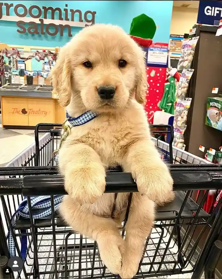 Simply Too Cute!