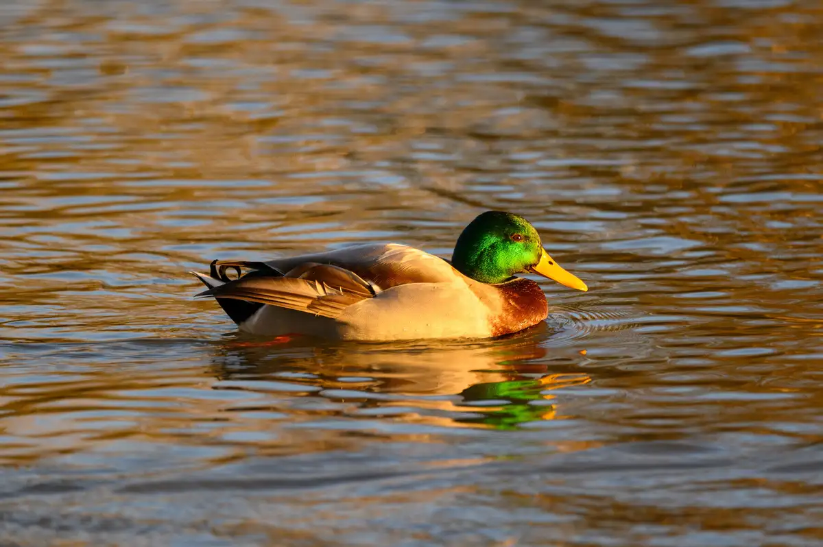 A male mallard duck with a green head and yellow beak floats calmly on rippling water reflecting golden light. The overlaid…