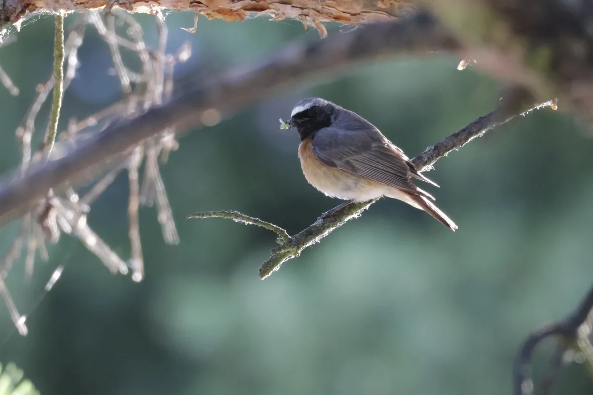 A small bird with gray, black, and rusty-orange plumage perches on a thin branch, holding a tiny green insect in its beak…