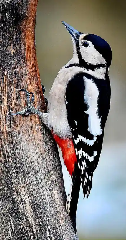 A close-up photograph shows a woodpecker with black, white, and red plumage clinging vertically to the textured bark of a…