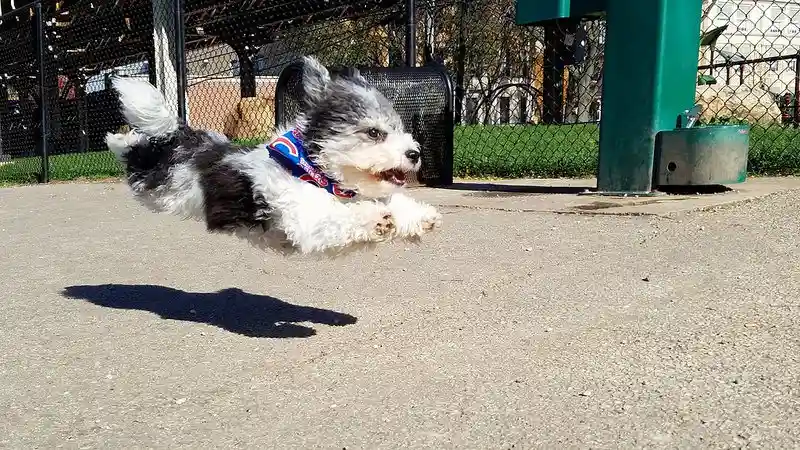 A small black and white fluffy dog is captured mid-air, appearing to fly as it runs across a paved surface in a fenced park…