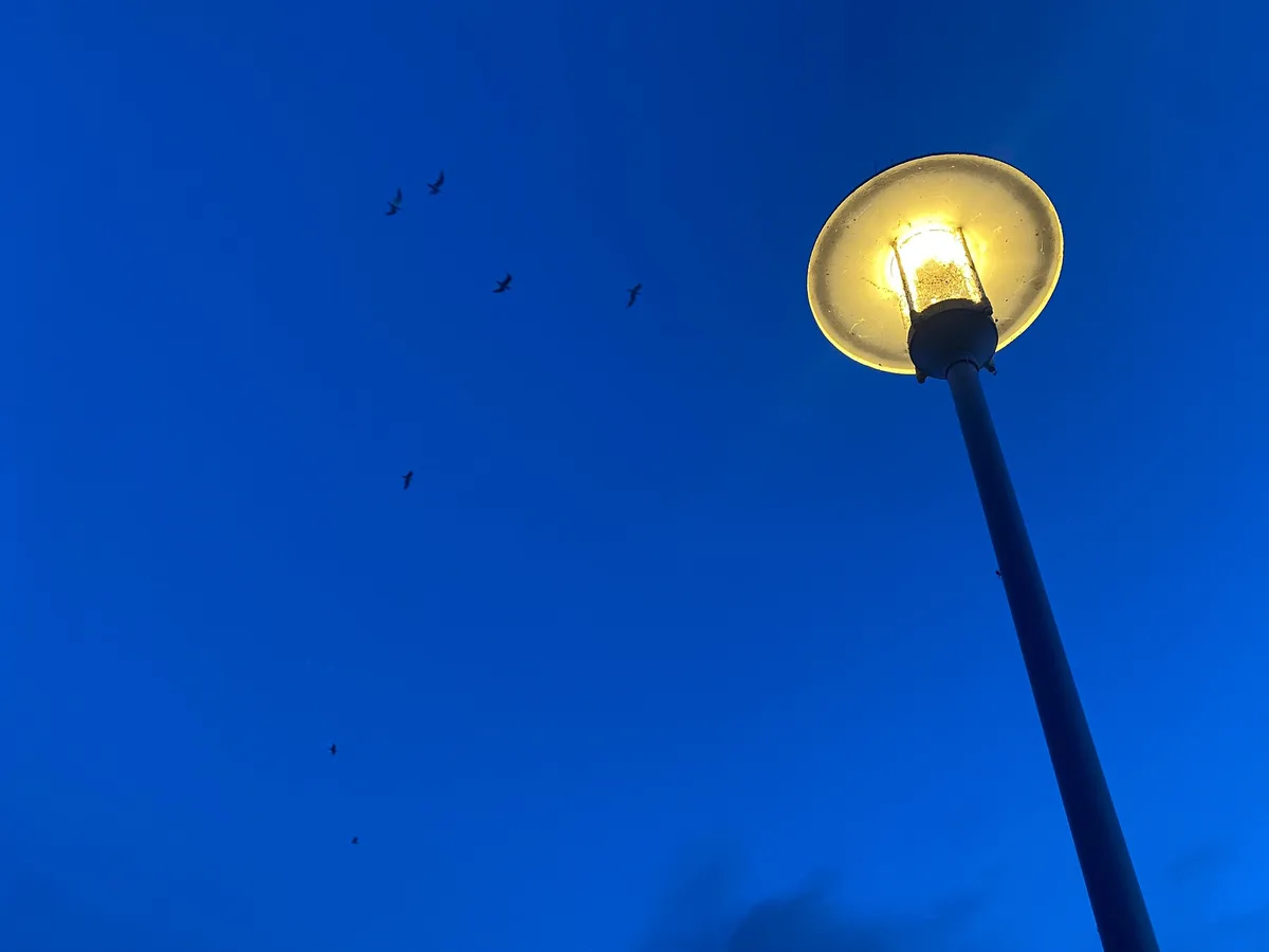 An Evening Stroll Under the Stars