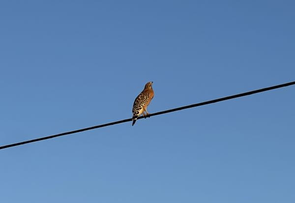 A small brown and white bird, likely a hawk or falcon, is perched on a black power line against a clear blue sky. The bird…