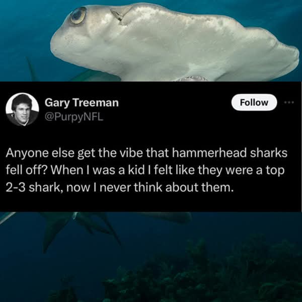 A screenshot of a tweet by Gary Treeman (@PurpyNFL) overlaid on an underwater photo of a hammerhead shark. The tweet…
