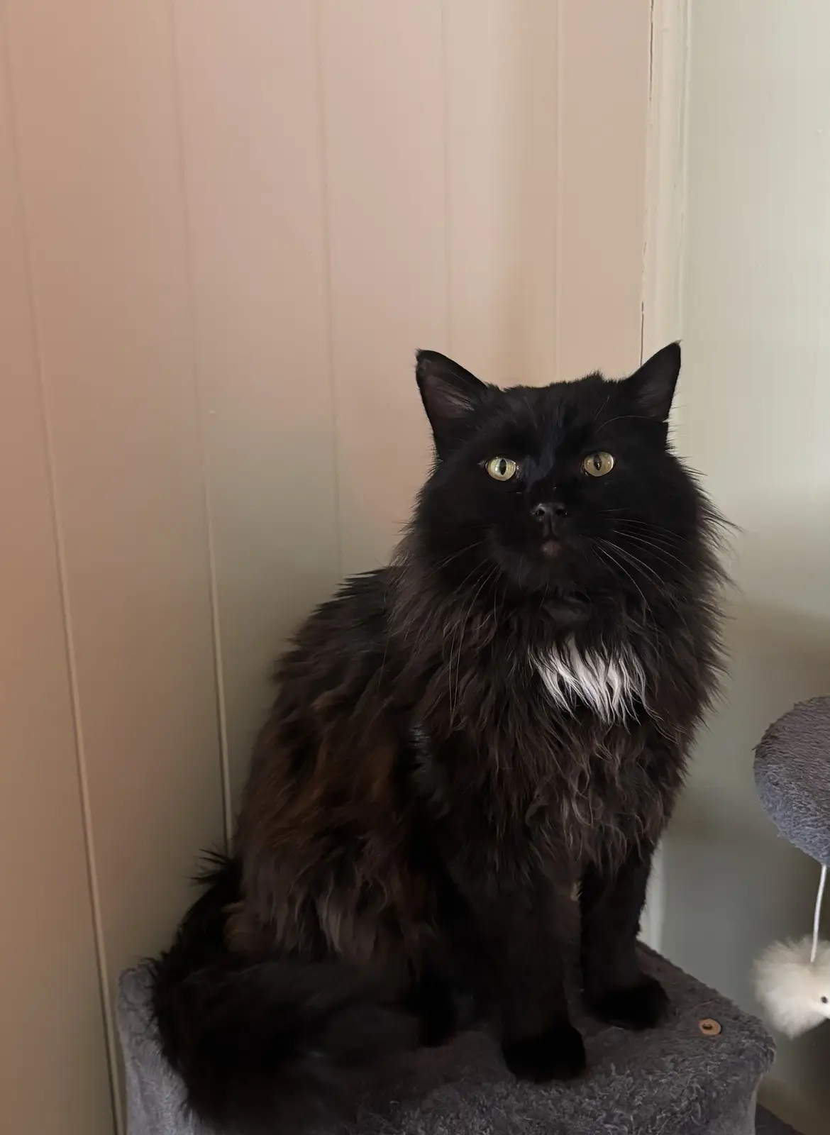 A long-haired black cat with a white chest patch sits upright on a grey cat tree, looking directly at the camera with wide…
