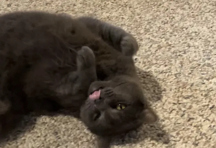 a fluffy gray cat lies on its back on a beige carpet, looking up with one yellow eye visible, its pink tongue slightly…