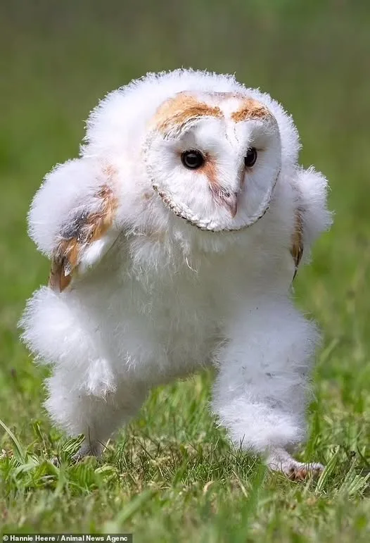 a fluffy white barn owl chick with brown markings on its head and wings is standing on grass, appearing to walk or strut…