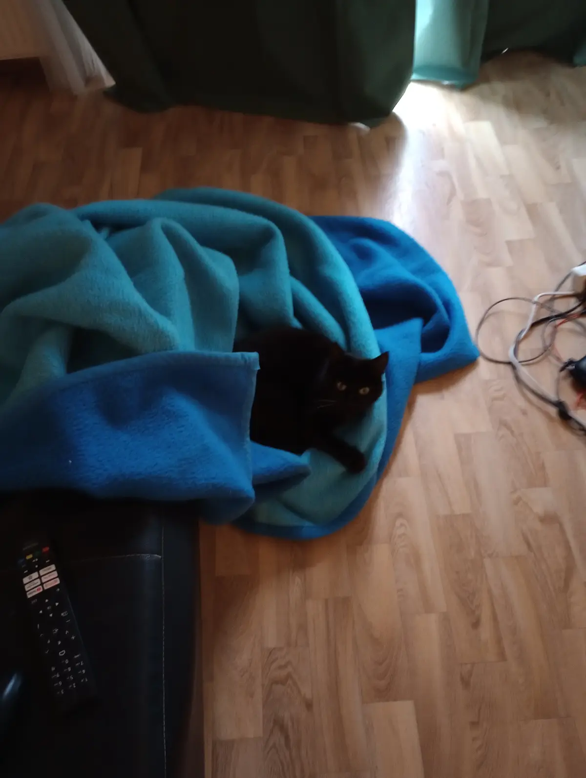 A black cat with yellow eyes peeks out from under a teal blue blanket on a wooden floor, looking directly at the camera. A…