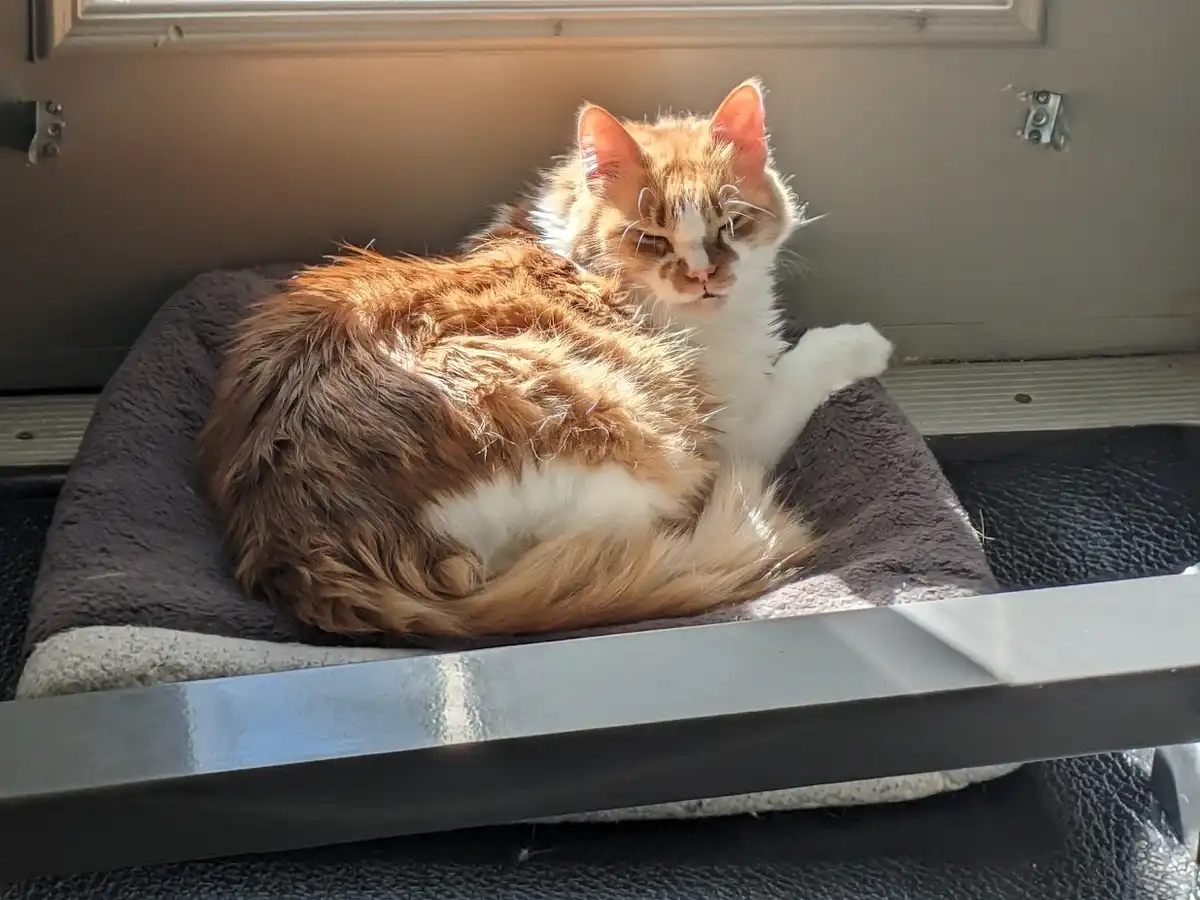 A fluffy orange and white cat is lounging on a dark gray pet bed, positioned under a window with sunlight streaming in. The…