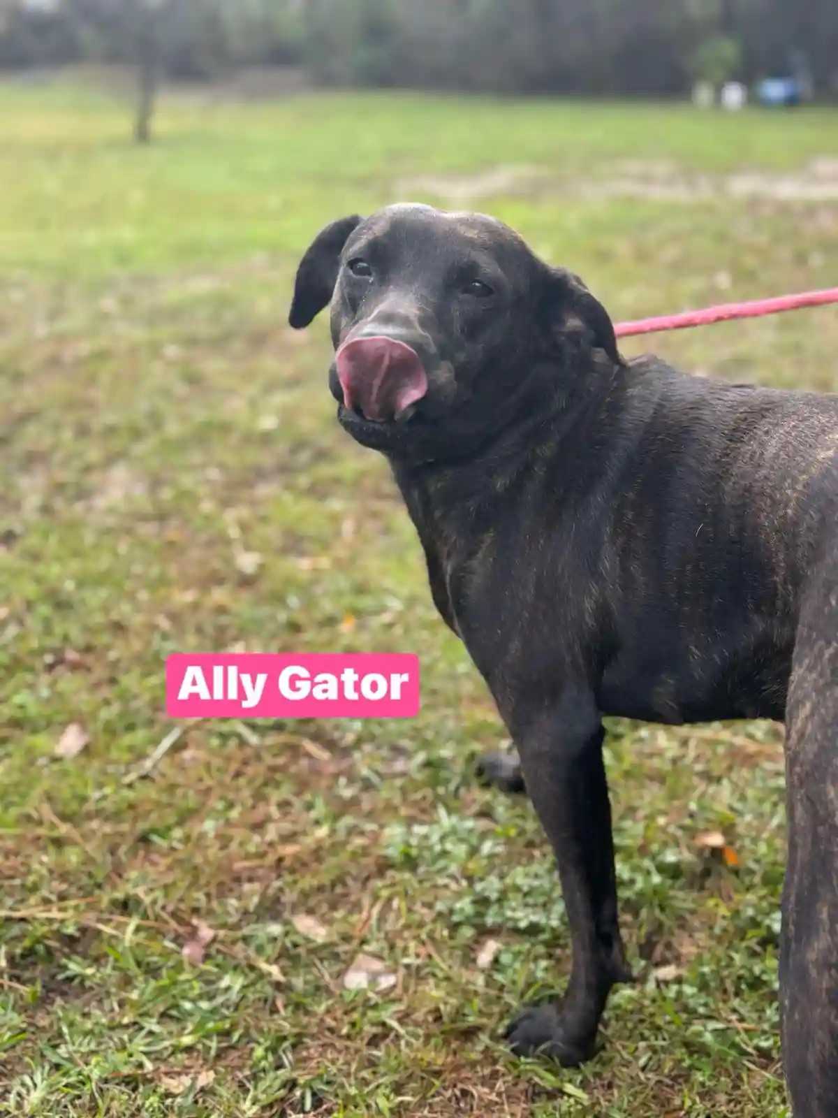 A black dog with brindle markings stands in a grassy field, its pink tongue sticking out playfully. A pink leash is visible…