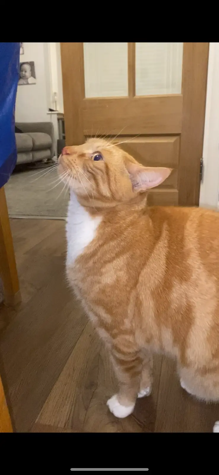 An orange tabby cat with a white chest and paws stands on a wooden floor, looking upward with wide, expressive eyes. The…
