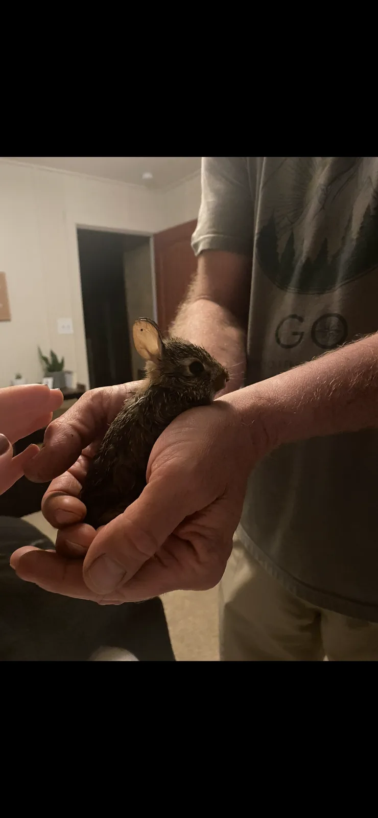 A person holds a small, wet baby rabbit in their hands indoors, with another person's hand reaching toward it. The rabbit…