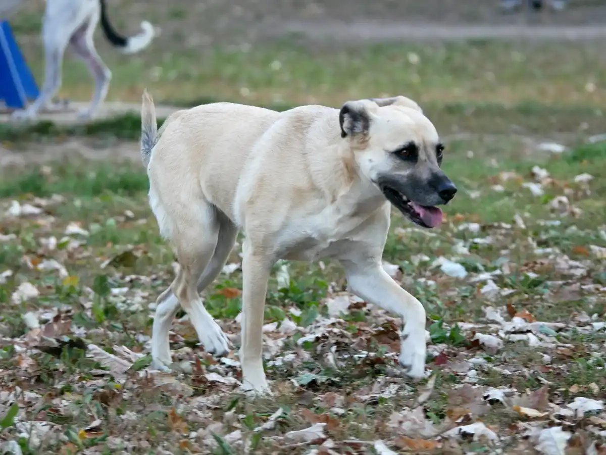 A tan dog with a black muzzle and alert ears is captured mid-stride on a grassy area covered with fallen leaves. Its tongue…