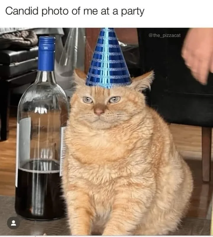 A plump orange tabby cat wearing a blue and silver party hat sits beside an empty wine bottle, looking unimpressed. The…