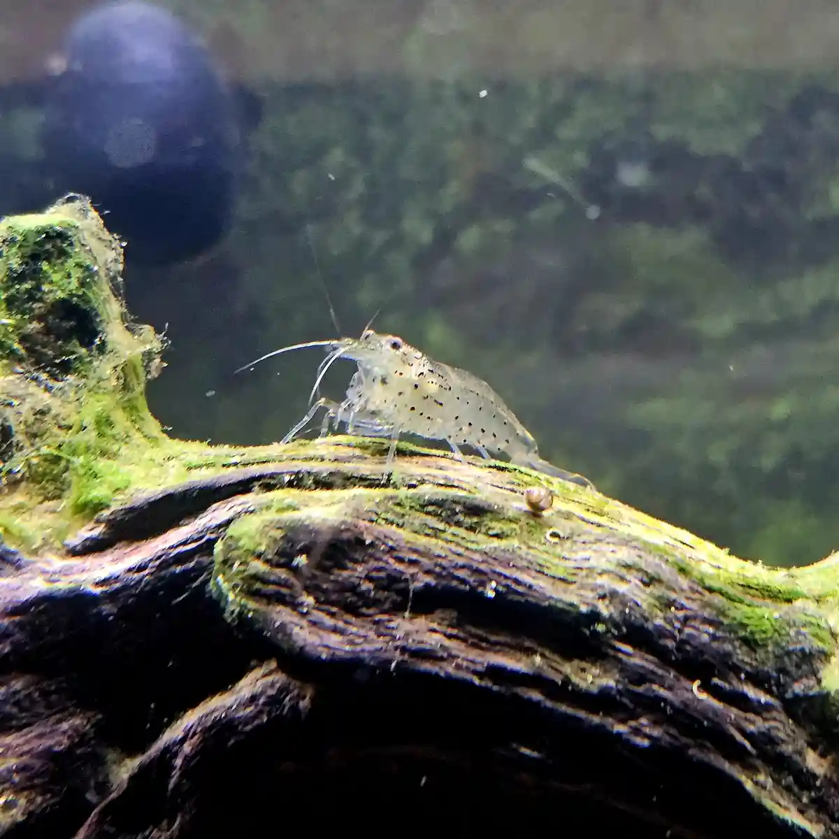 A translucent shrimp with black spots is perched on a moss-covered piece of driftwood inside an aquarium. The shrimp has…