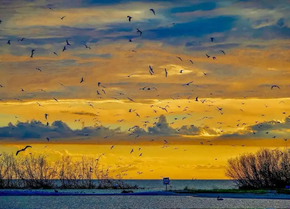 A scenic sunset over water with numerous birds flying across a vibrant orange and blue sky, silhouetted against the horizon…