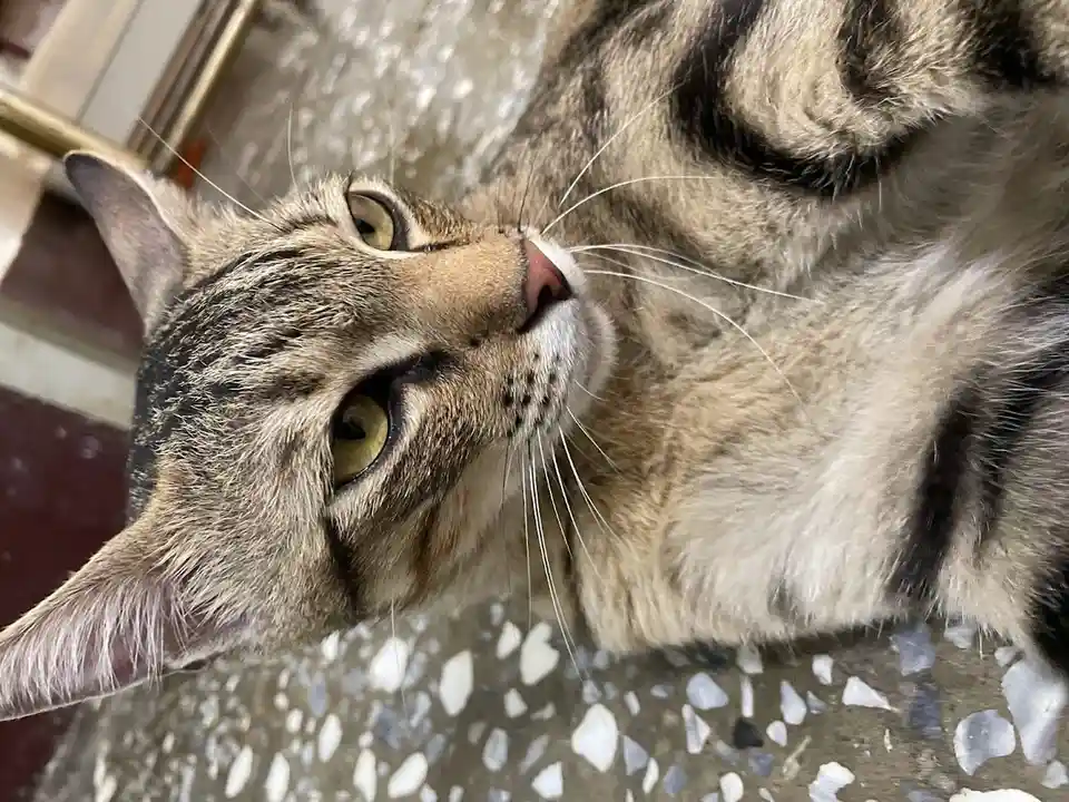 A close-up photo of a tabby cat lying on its back with its head tilted upward, looking relaxed and content. The cat has…