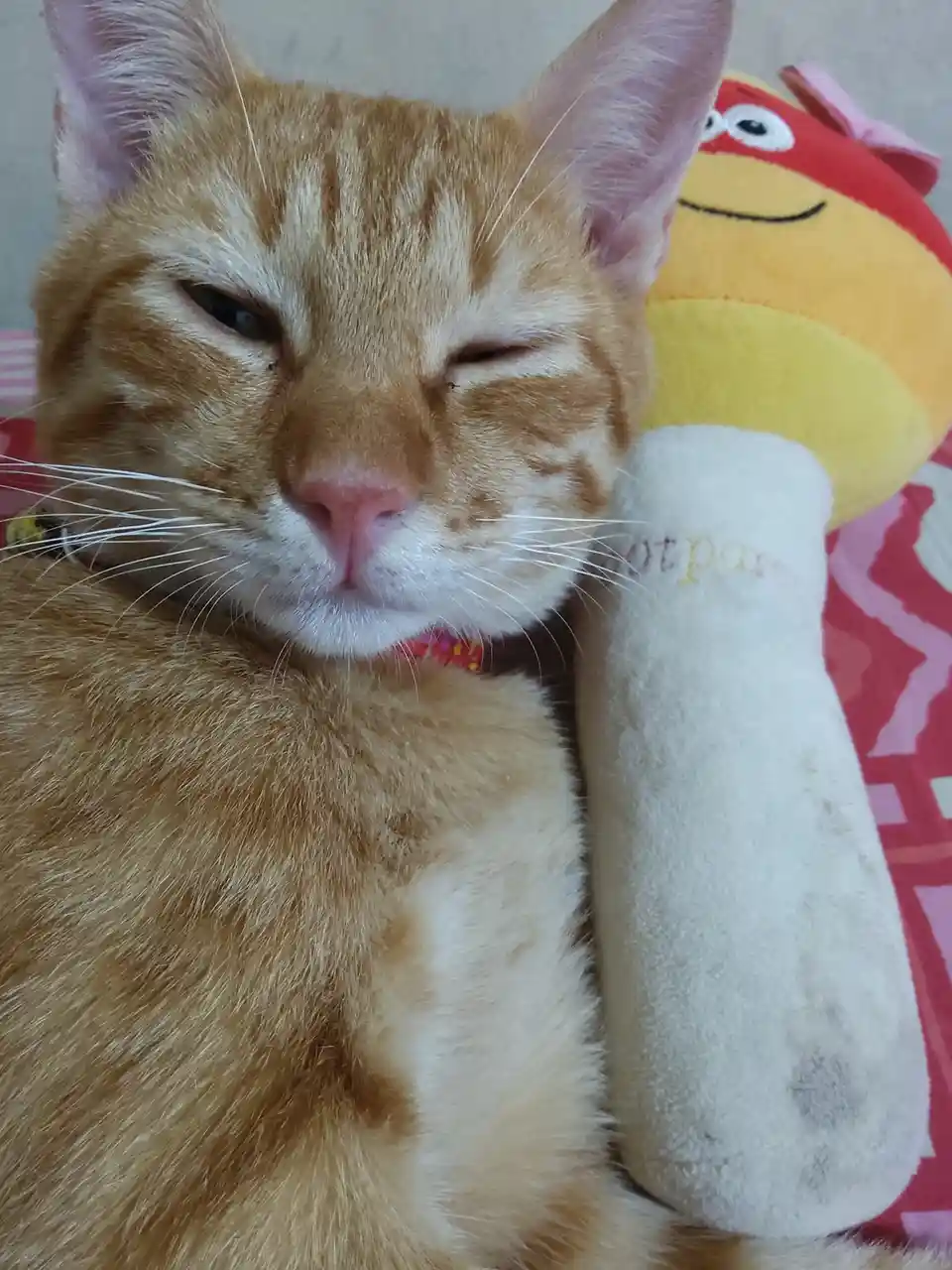 Meet My Adorable Garfield: The Cutest Companion!