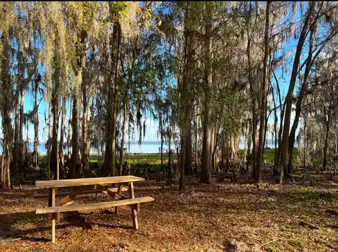 A wooden picnic table sits alone in a forest of tall trees draped with Spanish moss, with a body of water visible in the…