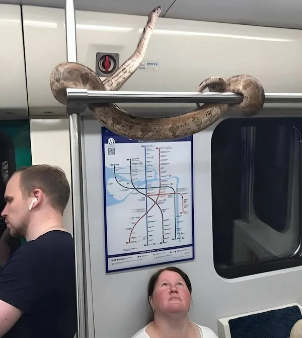 A large snake is wrapped around a horizontal pole inside a subway car, with its head raised. Two passengers are visible: a…