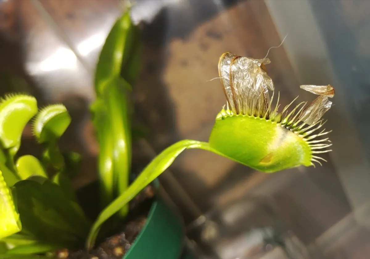 A close-up photo of a Venus flytrap with a dead fly, identifiable by its shriveled, translucent wings and brown body, stuck…
