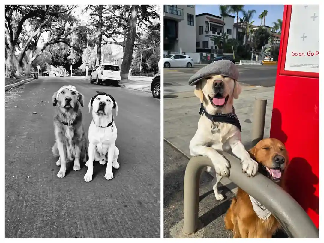 Two side-by-side photos of dogs dressed in human-style accessories: left panel shows two dogs in black and white wearing…