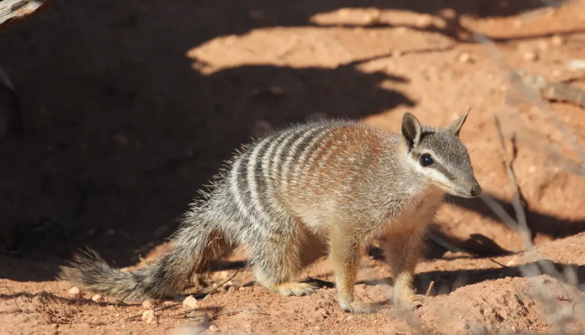 A small marsupial with striped fur and a long tail stands in reddish-brown dirt, looking alert. The overlaid text reads 'i'm…