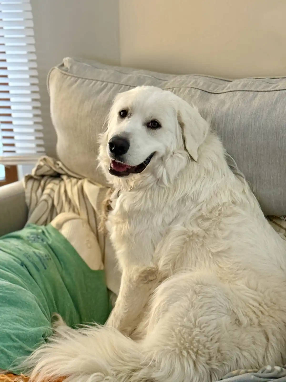 A large, fluffy white dog with a gentle expression sits comfortably on a light gray couch next to a person wearing green…
