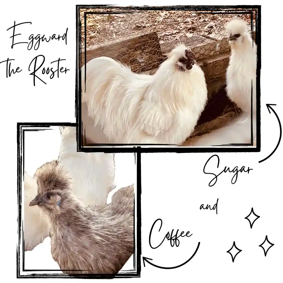 Two framed photos show fluffy white Silkie chickens; one labeled 'Eggward the Rooster' and the other a younger chick. Text…