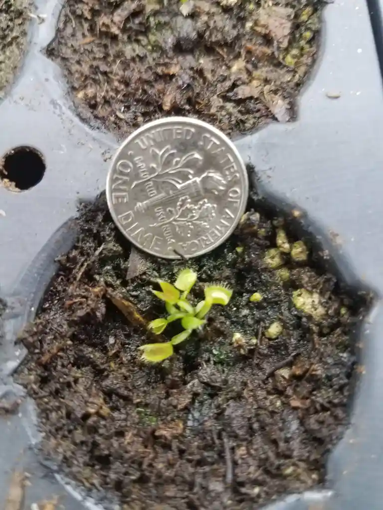 a close-up photo shows a small, young venus flytrap plant with bright green, open traps emerging from dark, moist soil in a…