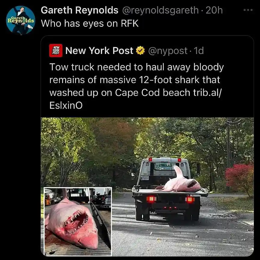 A screenshot of a tweet from Gareth Reynolds replying to a New York Post article about a 12-foot shark being hauled away by…