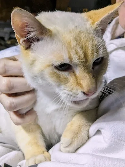 A close-up photo of a cream and white cat with a visibly unimpressed or annoyed expression, being held by a person whose…