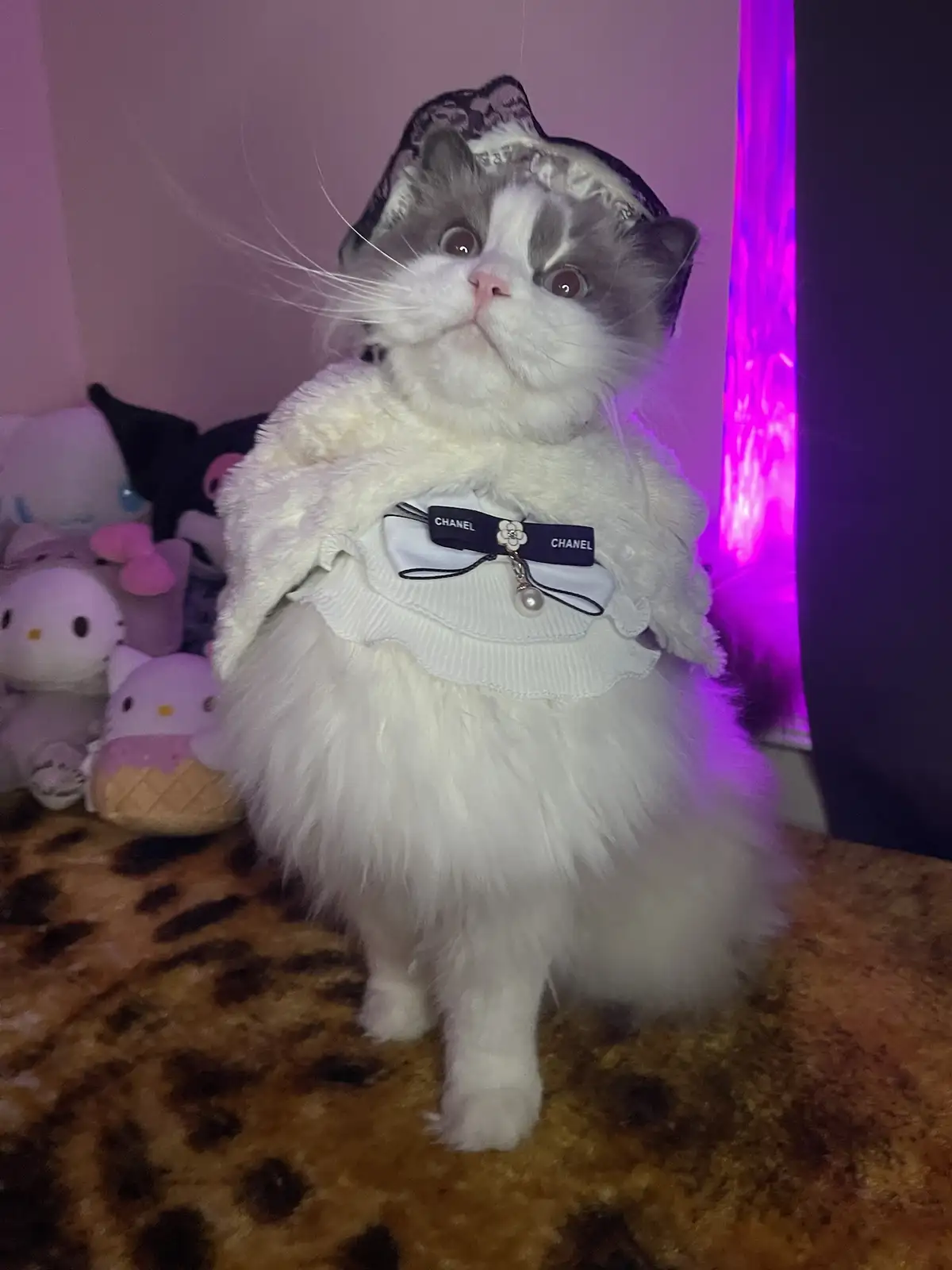 A fluffy white and grey cat wearing a white frilly dress with a black bow that says 'CHANEL' on both sides and a black lace…