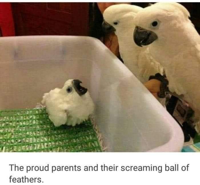 A small, fluffy white baby bird with its beak open sits in a green plastic tray, while two larger white adult birds look…
