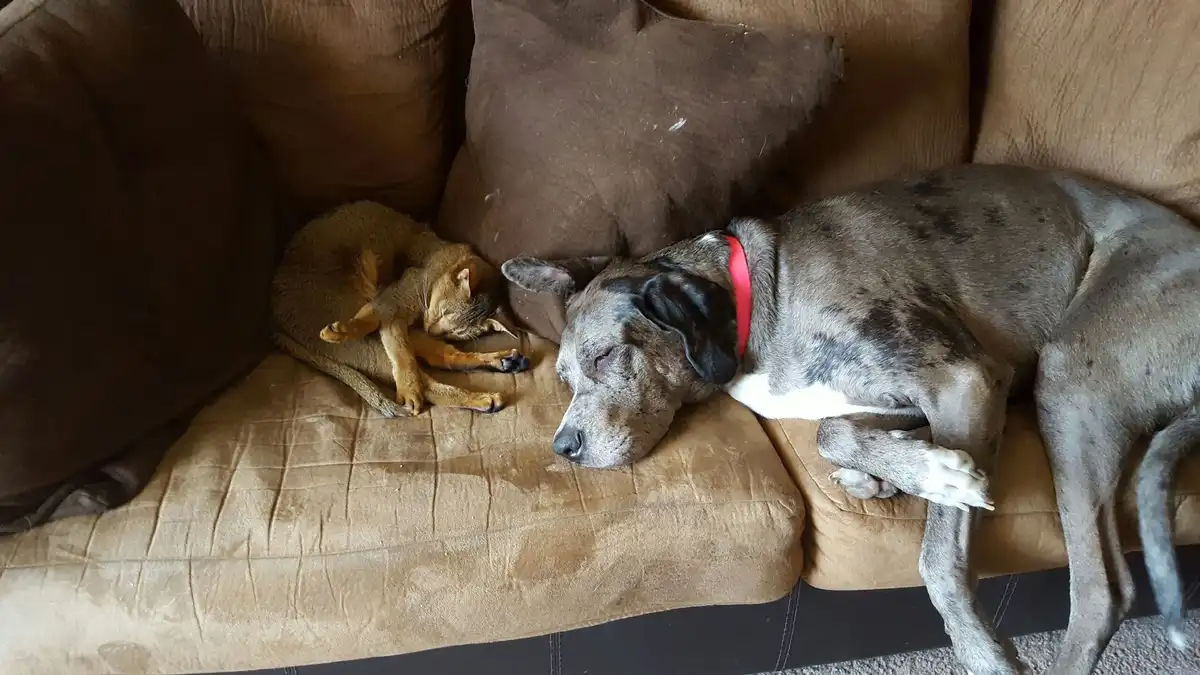 Finally back with her furry family!
