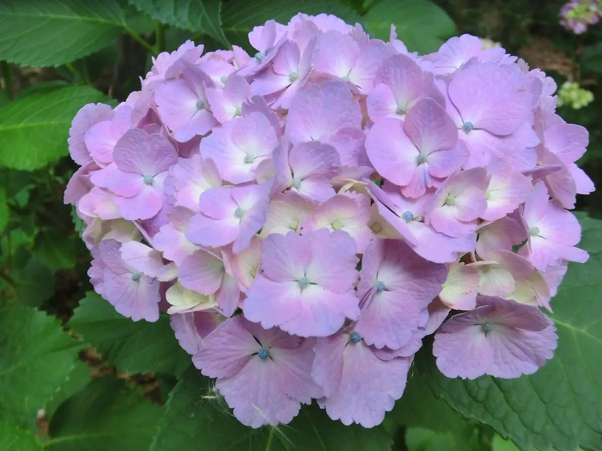 A close-up photograph of a large, round cluster of light purple hydrangea flowers with white centers, surrounded by green…