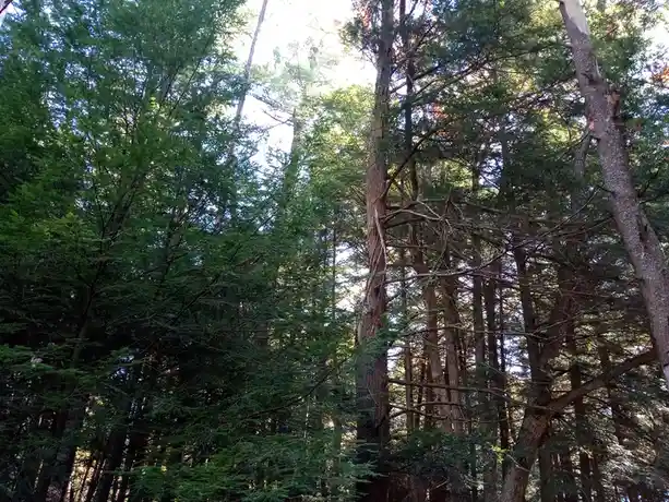 Exploring the Beauty of Swallow Falls State Park in Oakland, MD on October 18, 2024