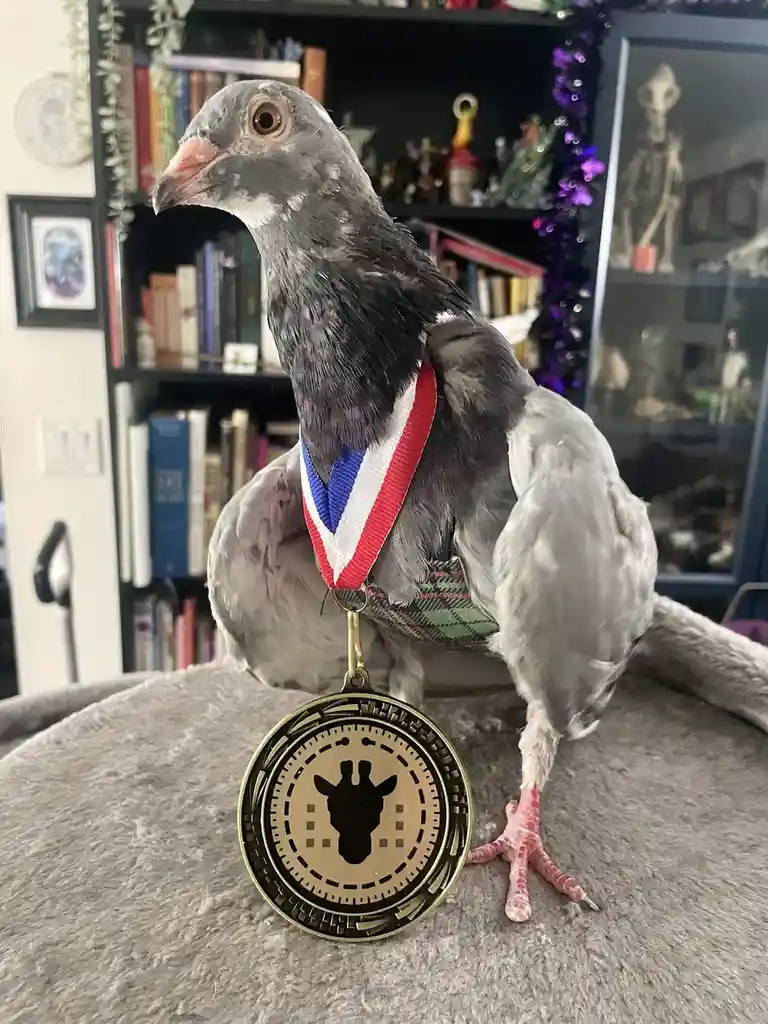 A gray pigeon is perched on a gray surface, wearing a red, white, and blue ribboned medal with a giraffe silhouette on it…